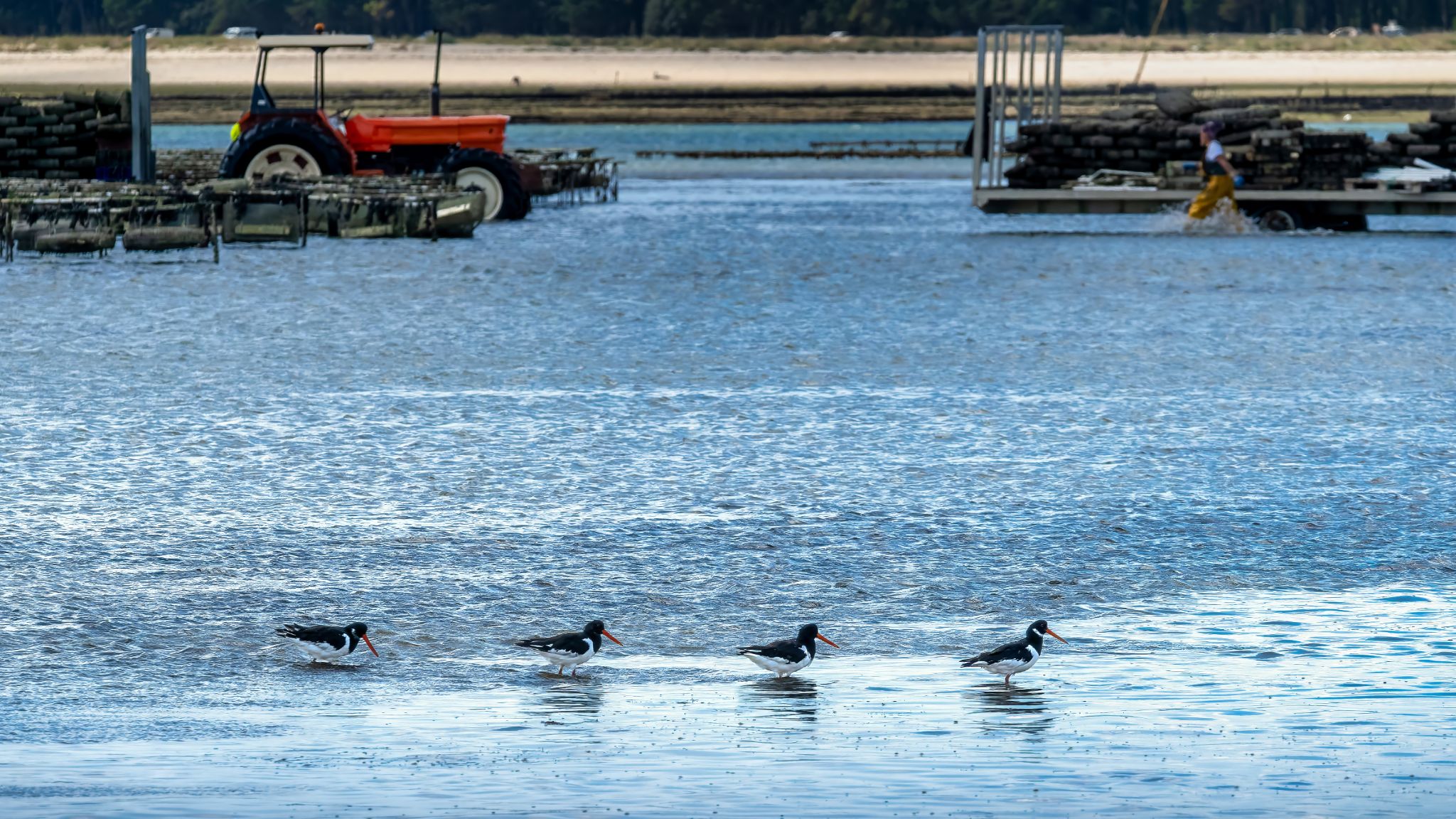 20250923 134612 Carnac   Boulevard de l'Océan, Saint Colomban